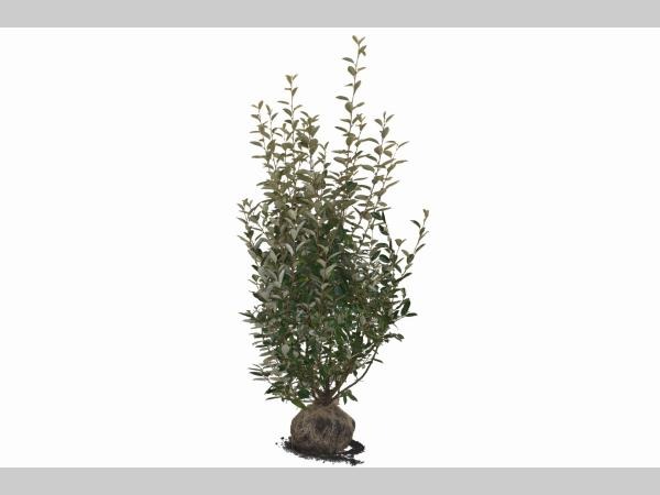 Picture of Elaeagnus Ebbingei ROOTBALL/JUTE 140/160cm