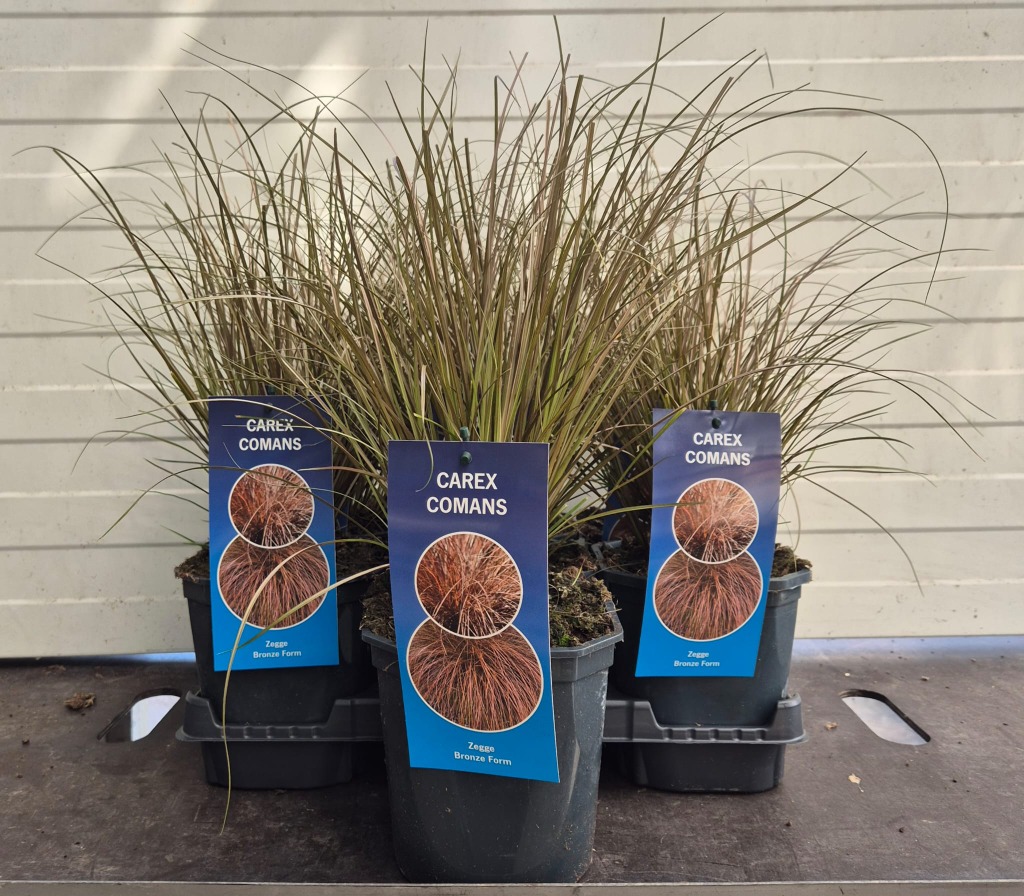Carex com. Bronze Form