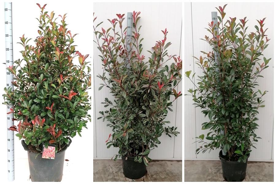 Picture of Trolley Deal 2024 Photinia fras. in 2 varieties P40 (30 Ltr) F.O. (128)