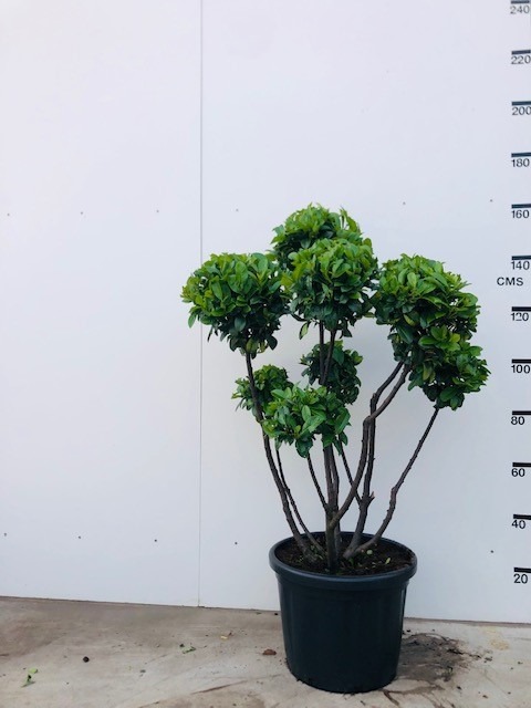 Picture of Prunus laur. Ani P45-(40-LTR) 100/110 ponpon