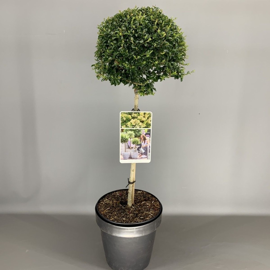 Ligustrum delavayanum