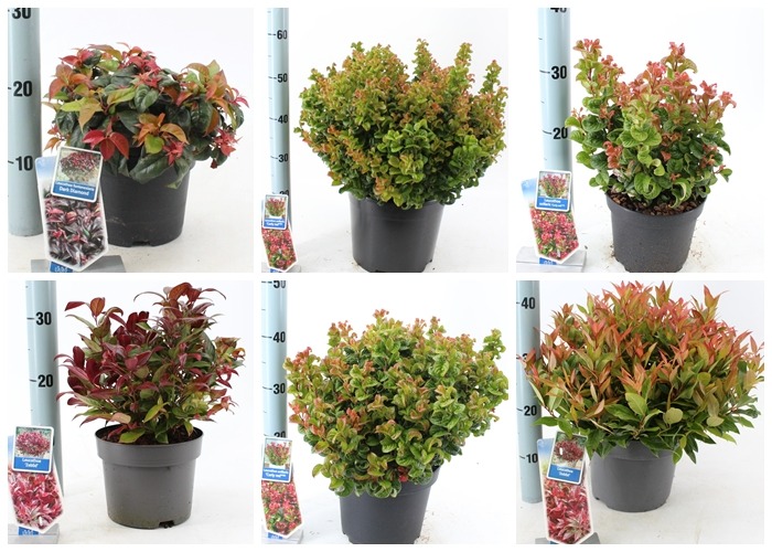 Picture of Trolley Deal 2024 Leucothoe mixed sizes F.O. (119)