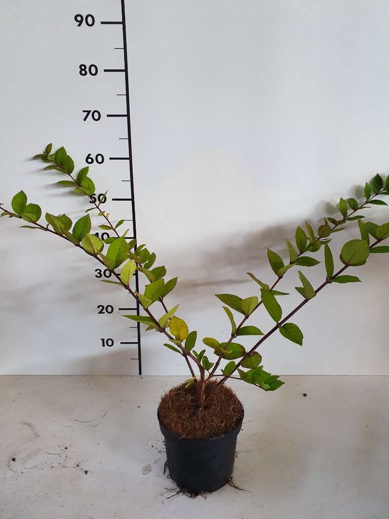 Picture of Lonicera fragantisima P17 (2 Ltr)