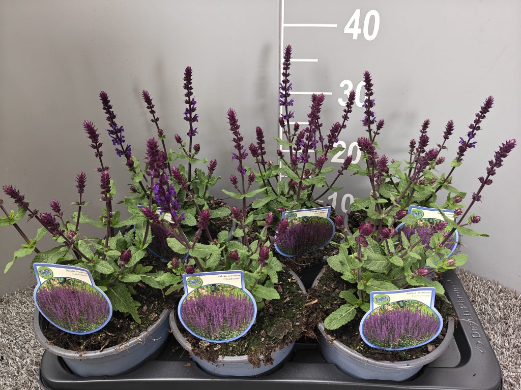 Salvia nem. Caradonna