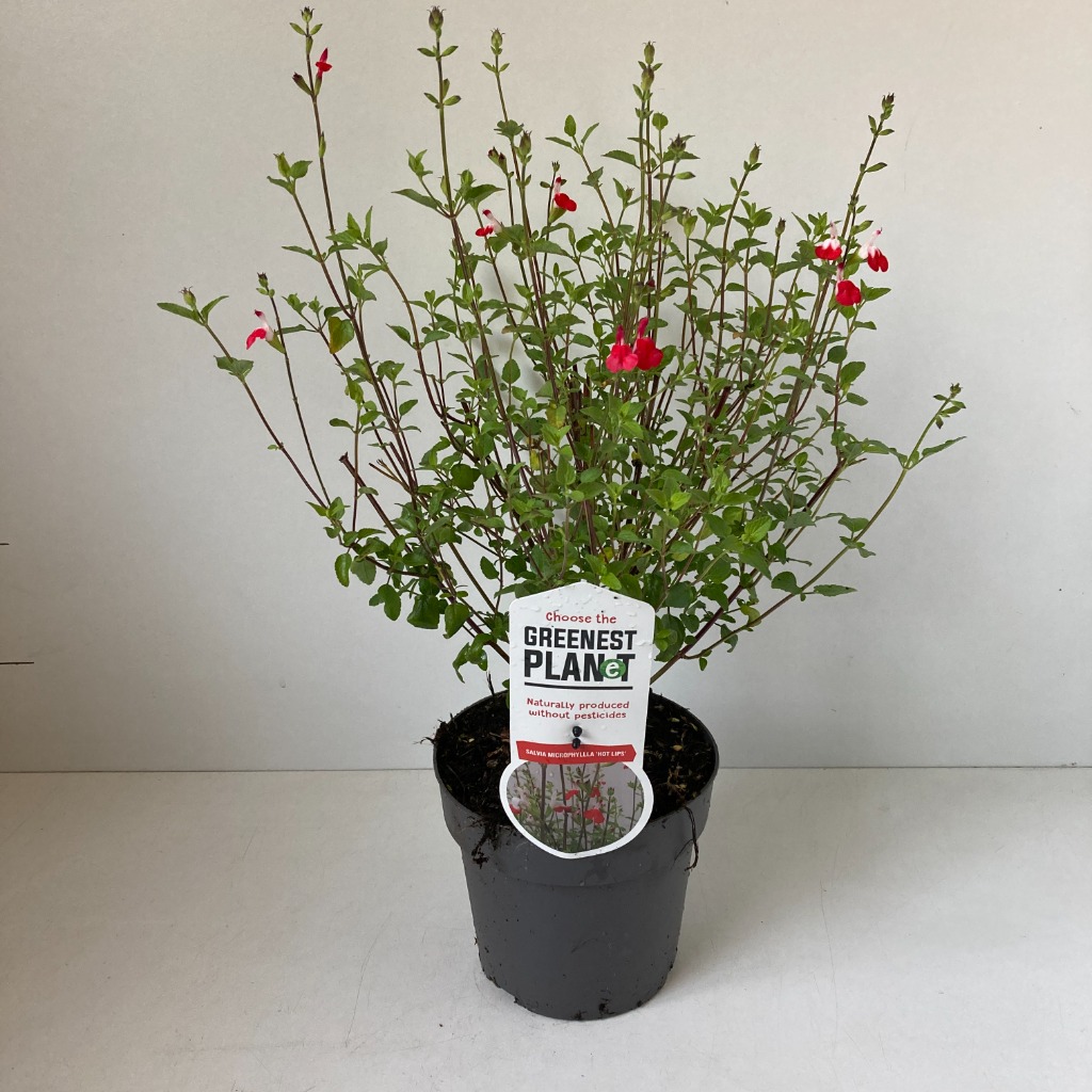 Picture of Salvia Hotlips P17 (2 Ltr)