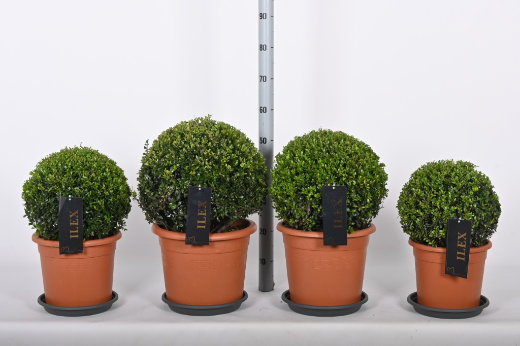 Picture of Trolley Deal 2024 Ilex crenata Stokes mixed sizes F.O. (102)