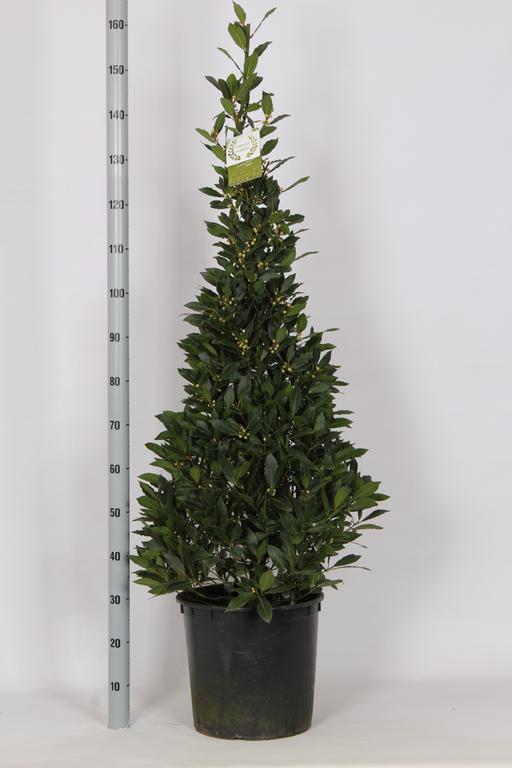 Picture of Laurus nobilis P30 (12 Ltr) Pyramids 160/cm incl pot