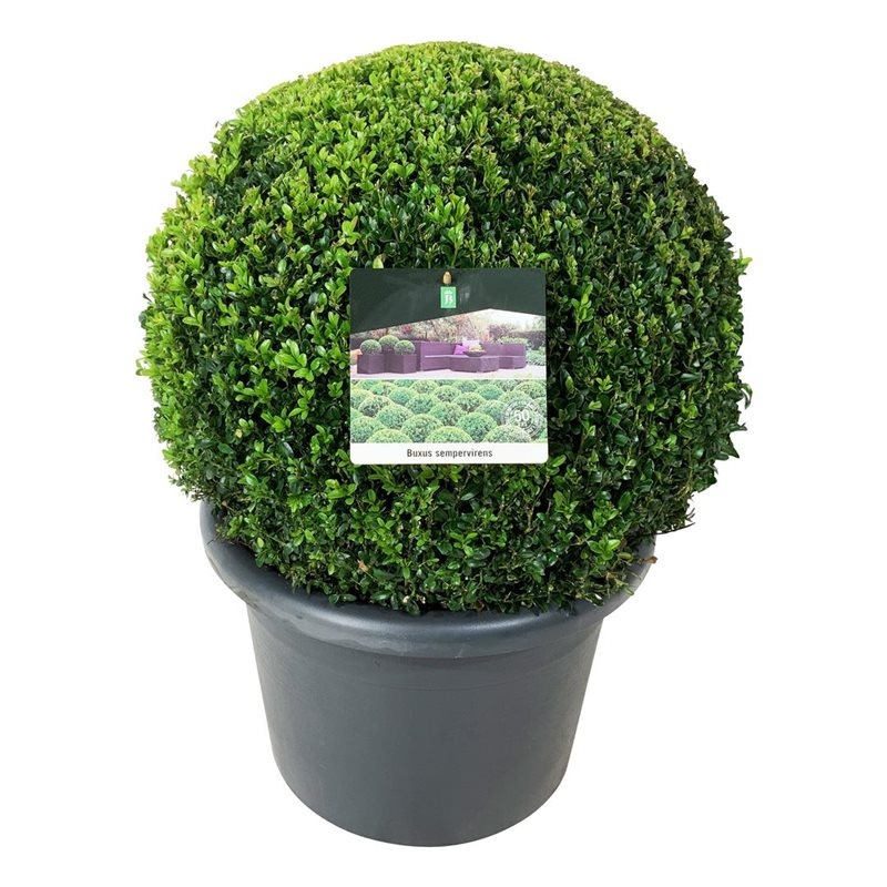 Picture of Buxus sempervirens P42 BALL-55/60