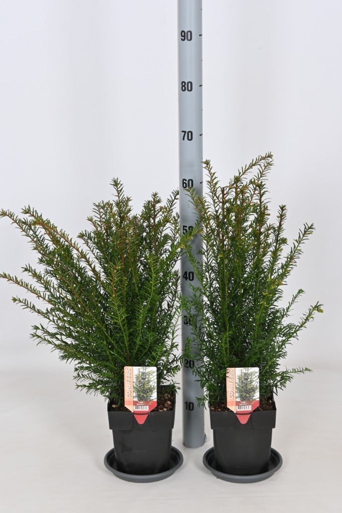 Picture of Trolley Deal 2024 Taxus baccata P17 (2 Ltr) F.O. (104)