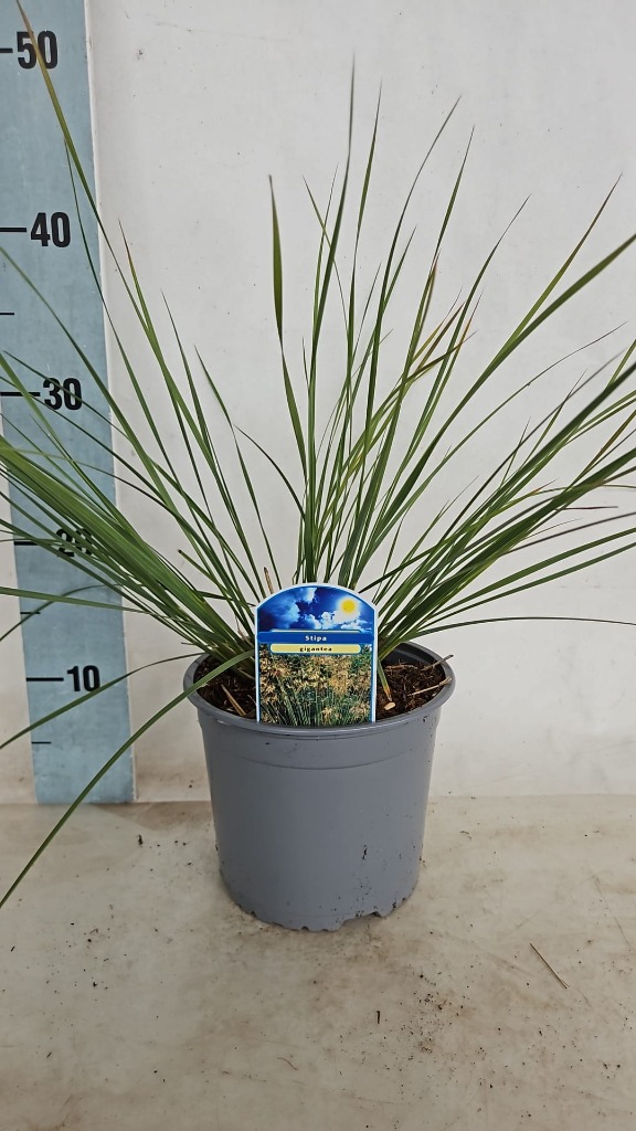Stipa gigantea