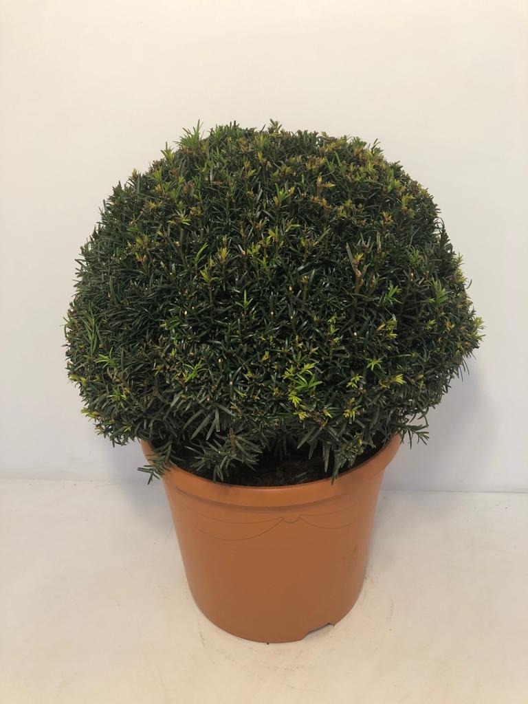 Picture of Taxus Baccata P31-(12-LTR) Ball-40CM