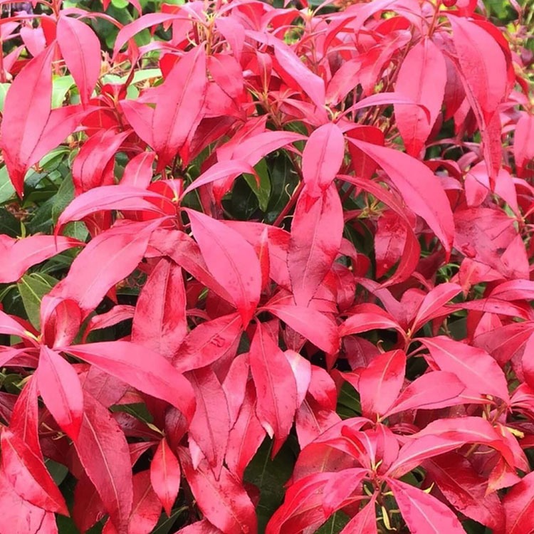 Picture of Pieris japonica Glowing Hearts NEW P17 (2 Ltr)