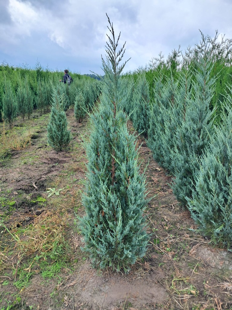 Picture of Juniperus scop. Blue Arrow ROOTBALL/JUTE 100/125CM