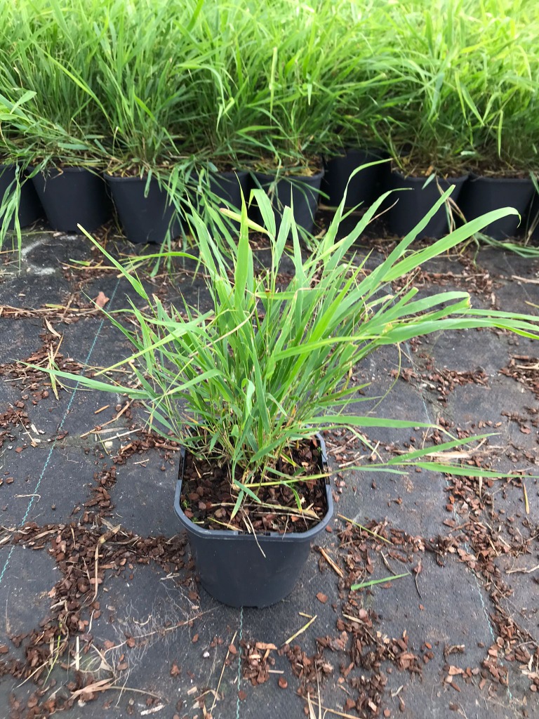 Hakonechloa macra