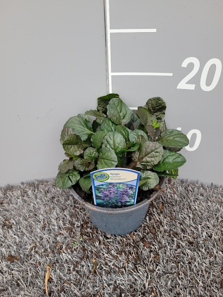 Ajuga rep. Braunherz