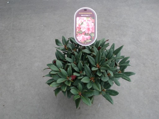 Picture of Rhododendron Wine and Roses P23 (5 Ltr)