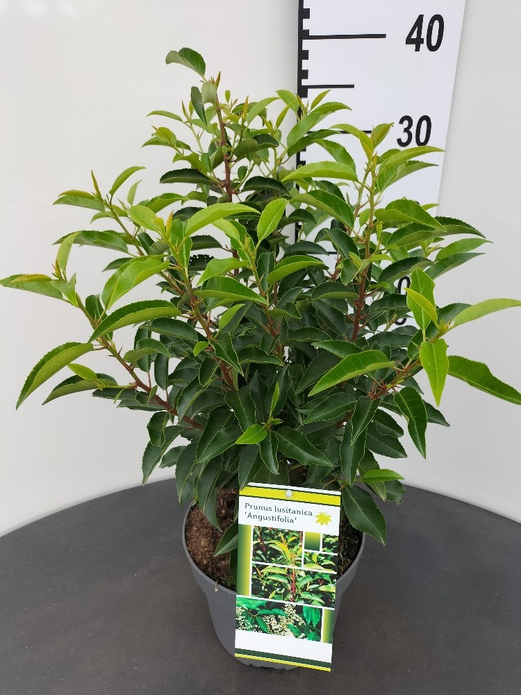 Picture of Prunus lus. Angustifolia P21 (4 Ltr) 40/50CM