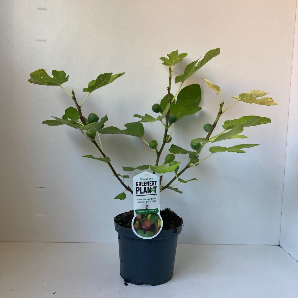 Picture of Ficus car. Del Portogallo P20-(3.5-LTR) 30/40CM