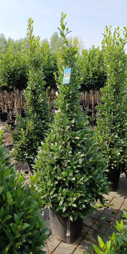 Laurus nobilis