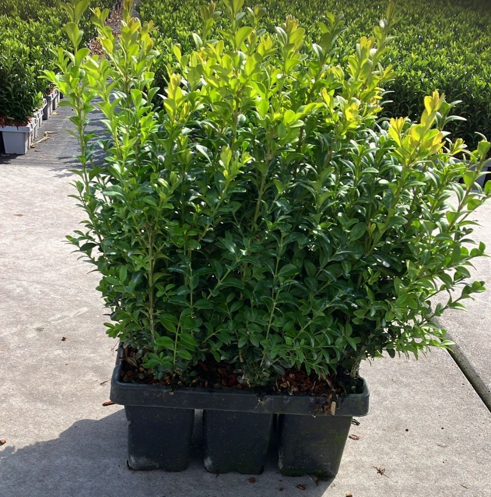 Picture of Buxus sempervirens 6P XL 6-PACKS XL