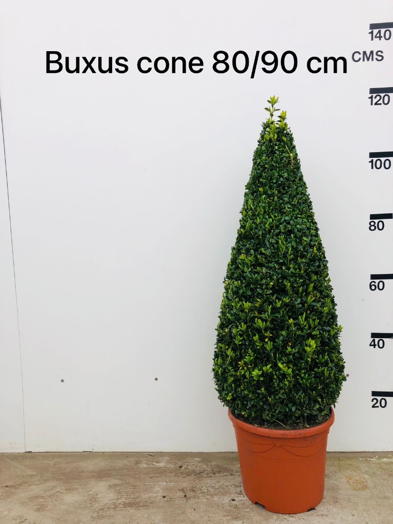 Picture of Buxus sempervirens pyramide P30 (12 Ltr) 80/90-PYRAMID