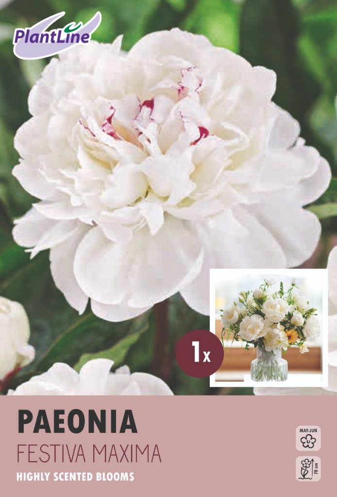 Picture of PAEONIA LACTIFLORA FESTIVA MAXIMA 10-BAGS-WITH-1 PAEONIA-IN-BOX