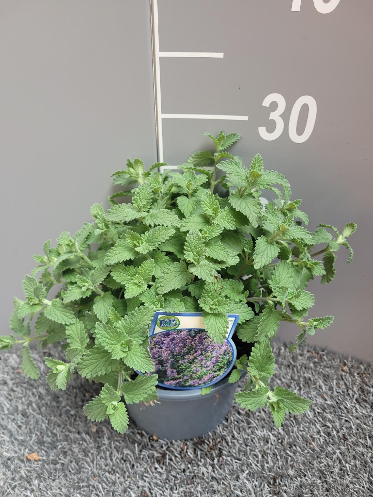 Picture of Nepeta faas. Walkers Low P17 (2 Ltr)