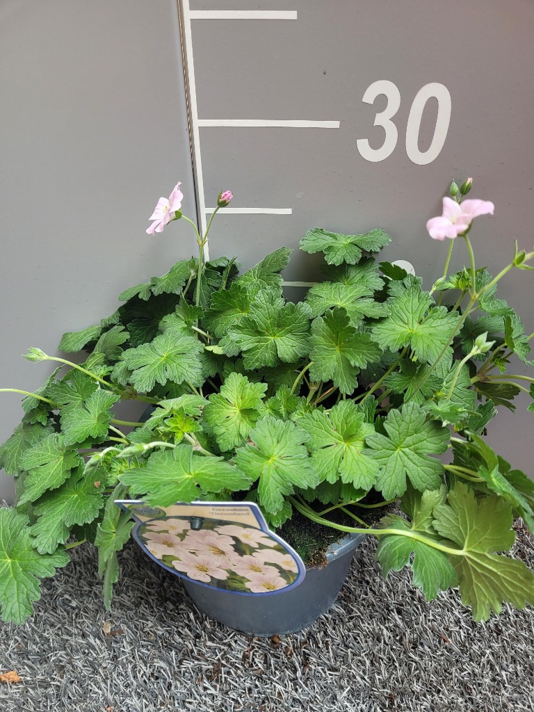 Picture of Geranium Dreamland P17 (2 Ltr)