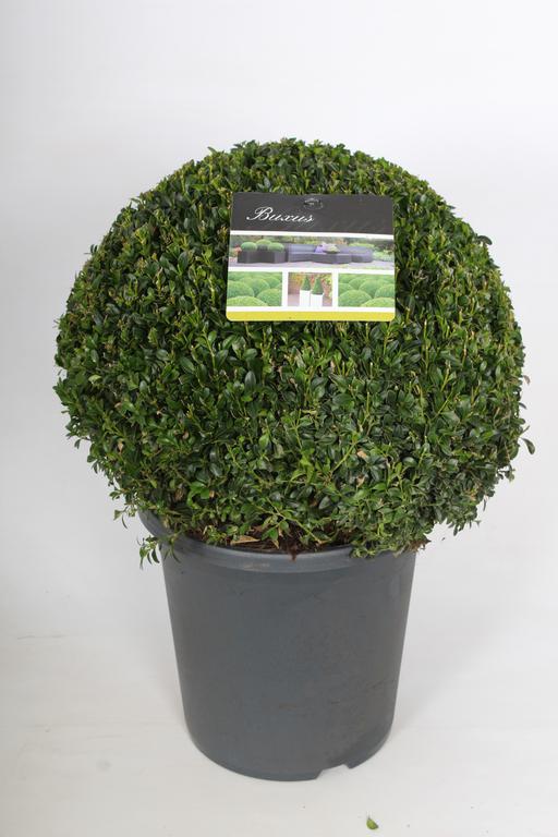 Picture of Buxus sempervirens P26 (7.5 Ltr) BALL 30-35 cm