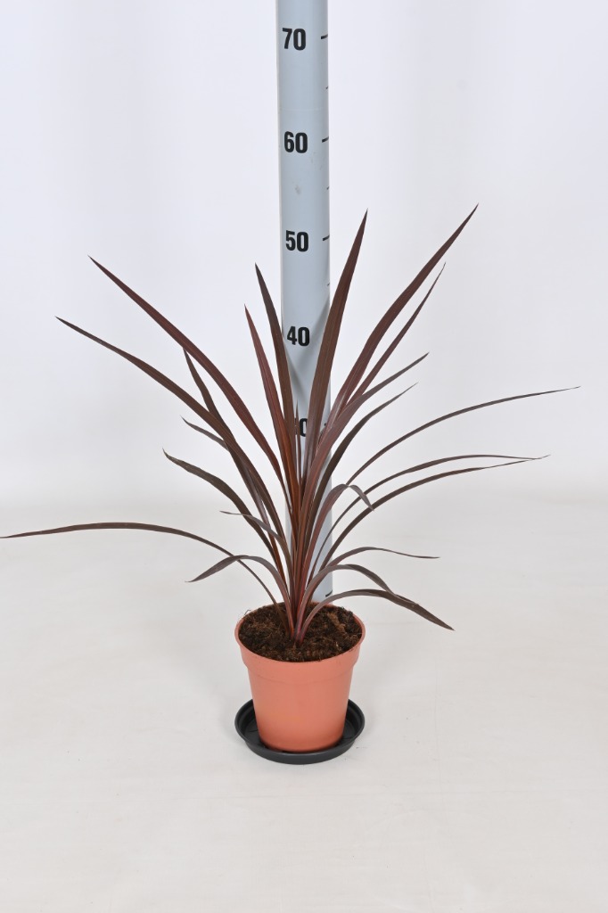 Picture of Cordyline australis Red Star P13