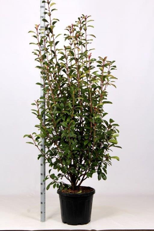 Picture of Photinia fraseri Red Robin C30 150/175