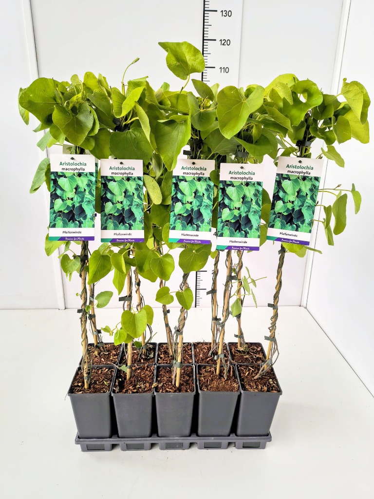 Picture of Aristolochia macrophylla P17 (2 Ltr) 60/80CM