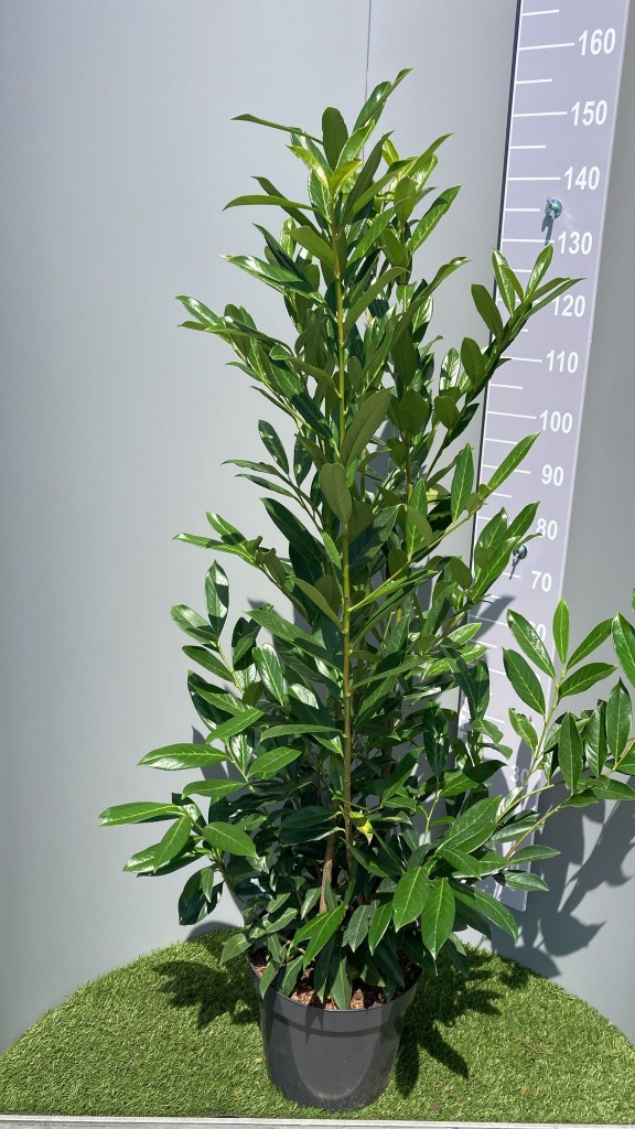 Picture of Prunus laur. Caucasica P32 (15 Ltr) 150/175CM