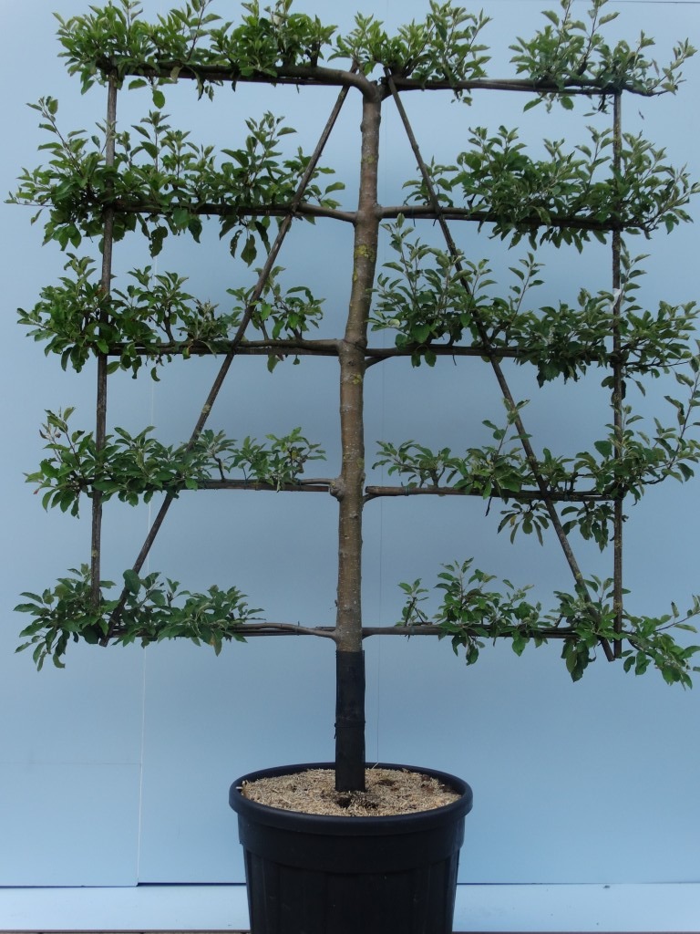 Picture of Malus dom. Elstar C130 20/25 GIRTH 5 LEVEL