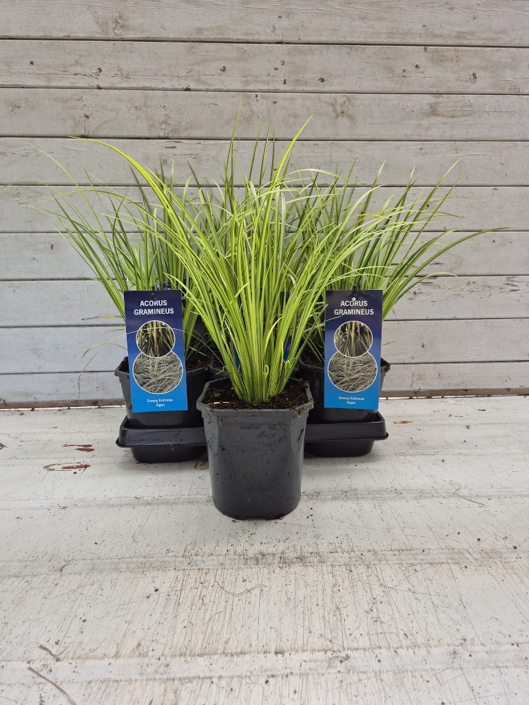 Obrázek Acorus gramineus Ogon P17 (2 Ltr)