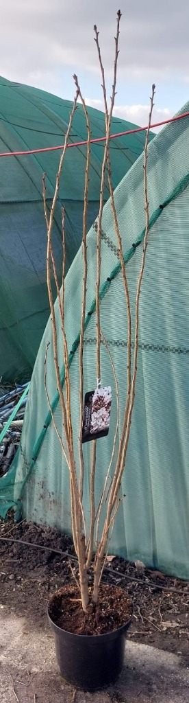 Picture of Prunus ser. Amanogawa P29 (10 Ltr) 125/150CM