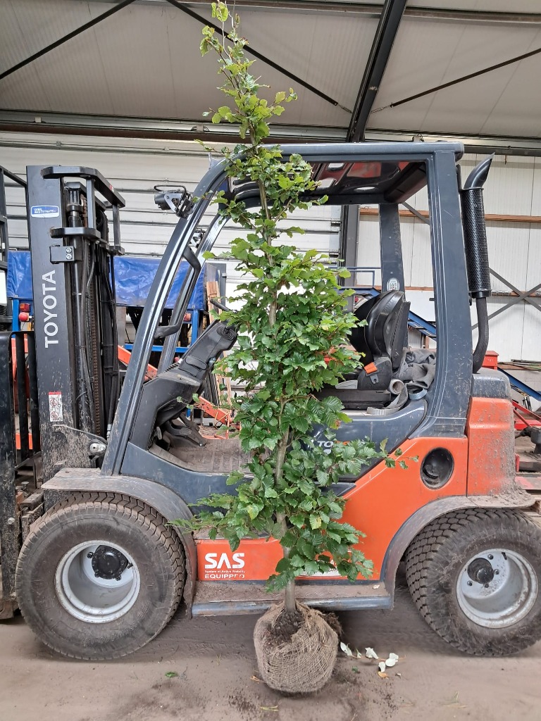 Picture of Fagus sylvatica ROOTBALL 200/225cm