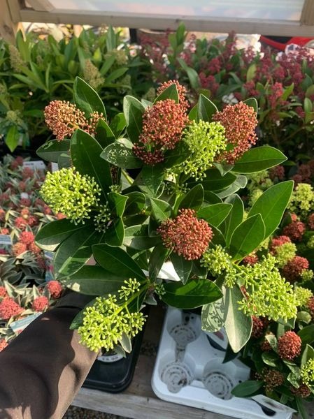 Picture of Skimmia Double Diamond P10 6/FLOWER