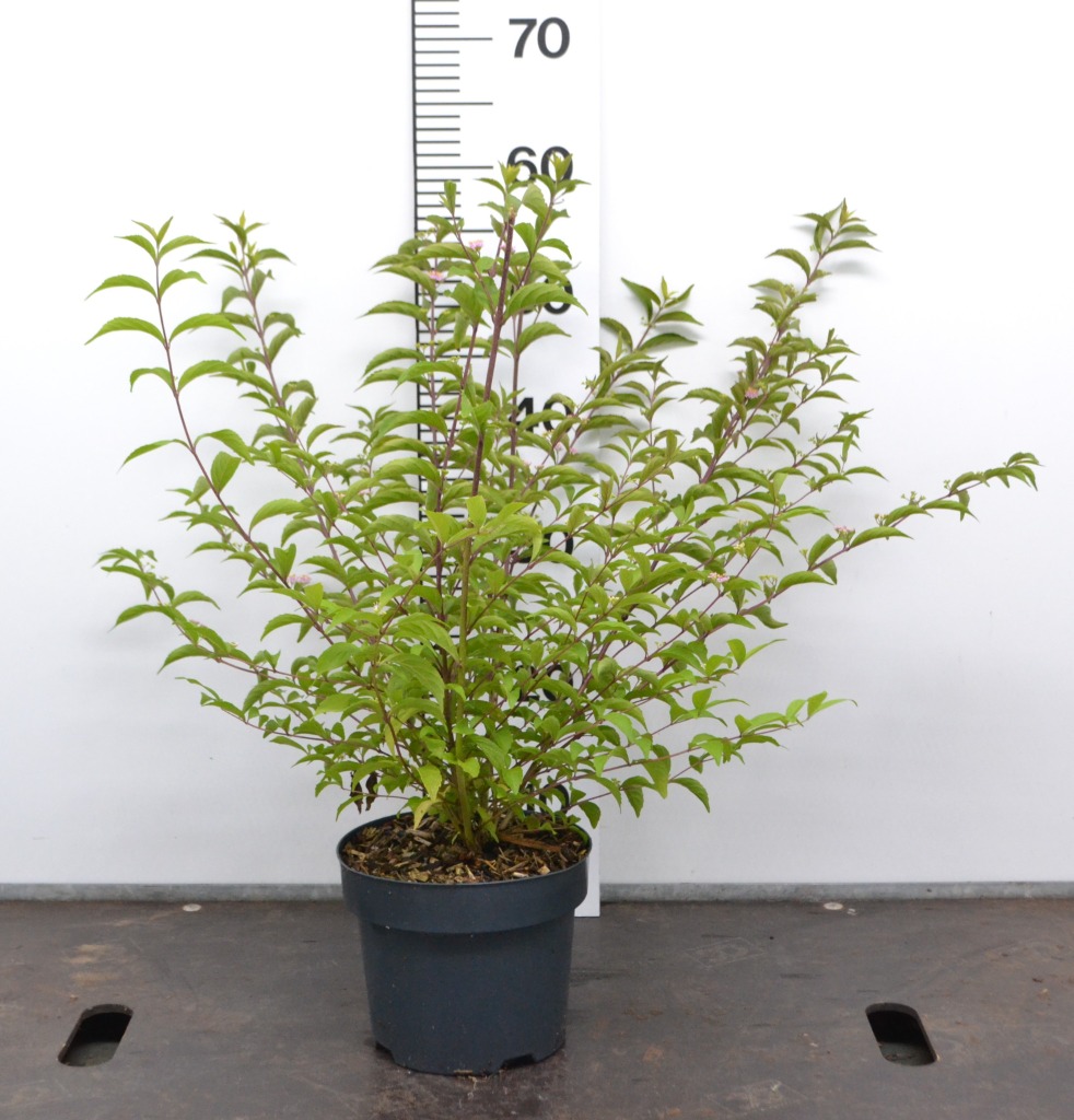 Picture of Callicarpa dich. Issai P19 (3 Ltr)