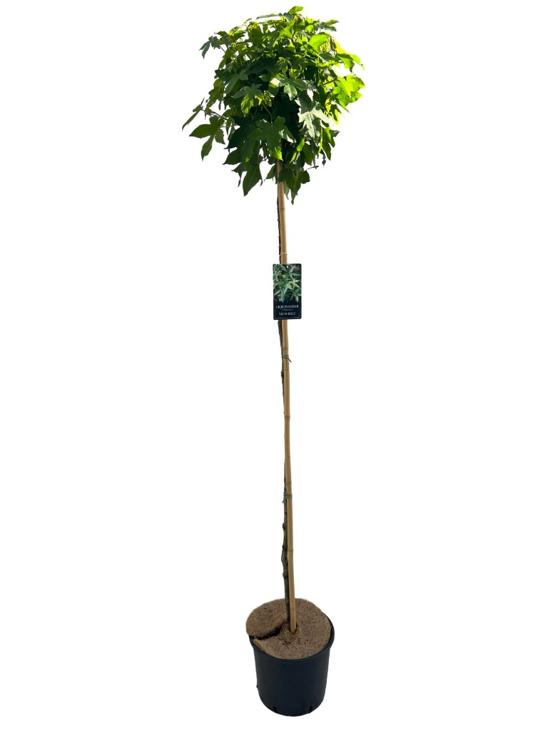 Picture of Liquidambar styr. Gum Ball P30 (12 Ltr) 150/STD