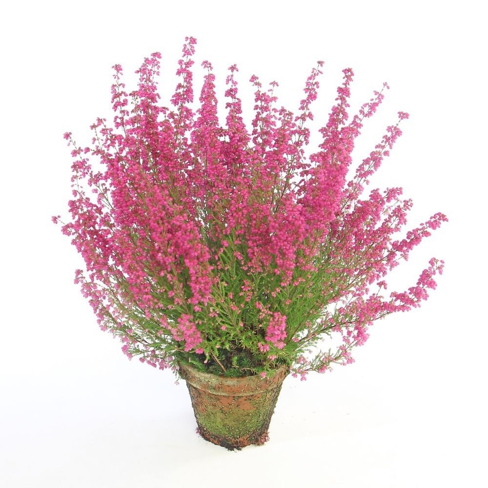Picture of Erica Gracilis Red P11 terracotta