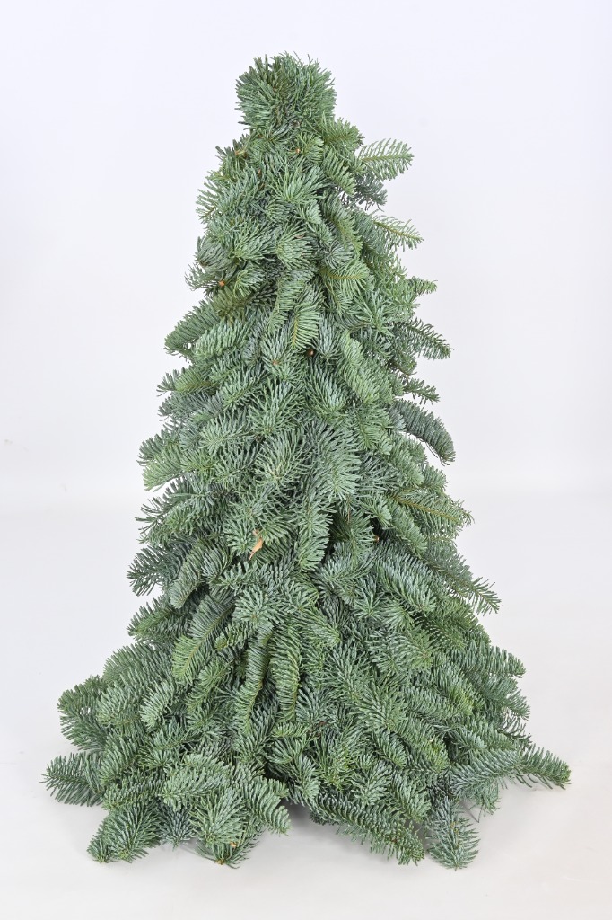 Picture of Abies nobilis mini Trees 60CM