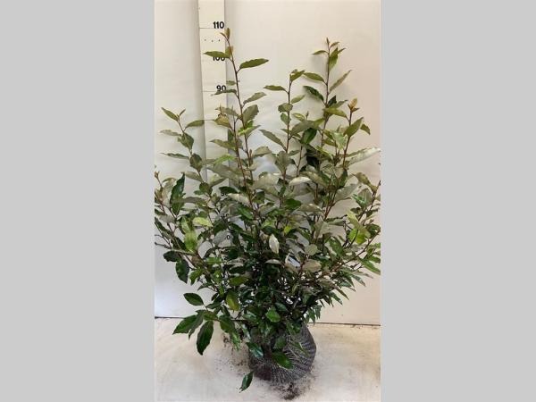 Picture of Elaeagnus Ebbingei ROOTBALL 60/80CM