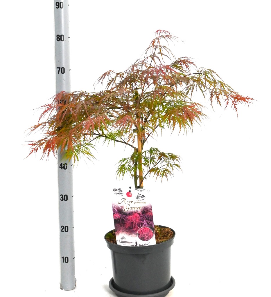Acer pal. Garnet