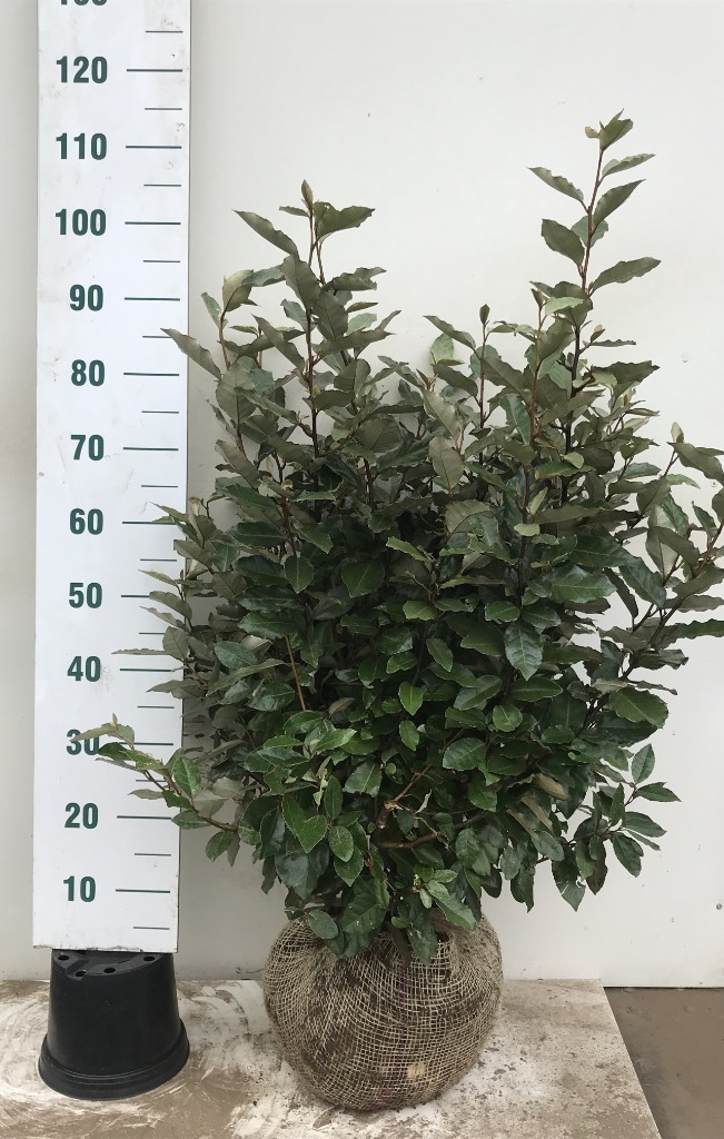 Picture of Elaeagnus ebbingei Compacta ROOTBALL/JUTE 80/100CM