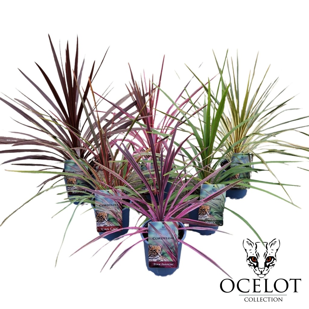 Picture of Cordyline exclusive in varieties P17 (2 Ltr)