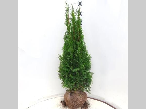 Picture of Thuja occ. Smaragd ROOTBALL 80/100CM