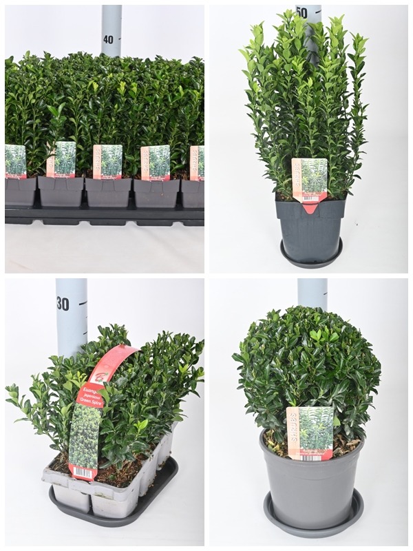 Picture of Trolley Deal 2024 Euonymus jap. Green Spire mixed sizes F.O. (056)