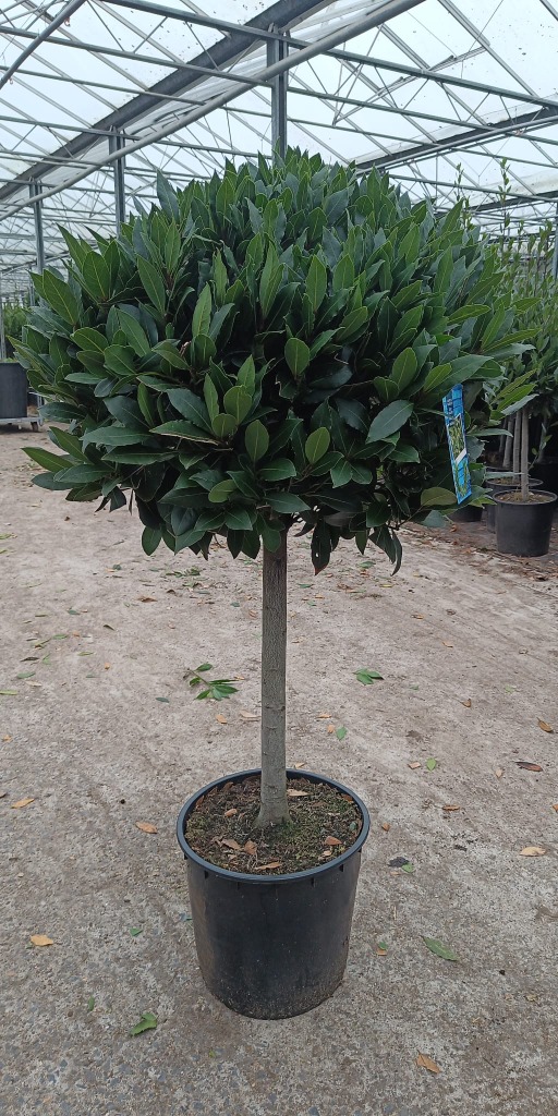Laurus nobilis