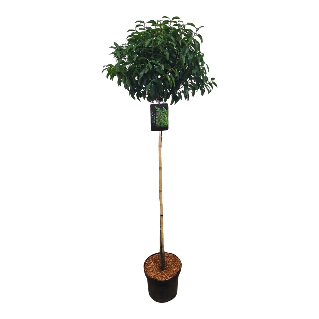 Prunus lus. Angustifolia